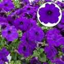 Bild von Petunia P12 FF Blue
